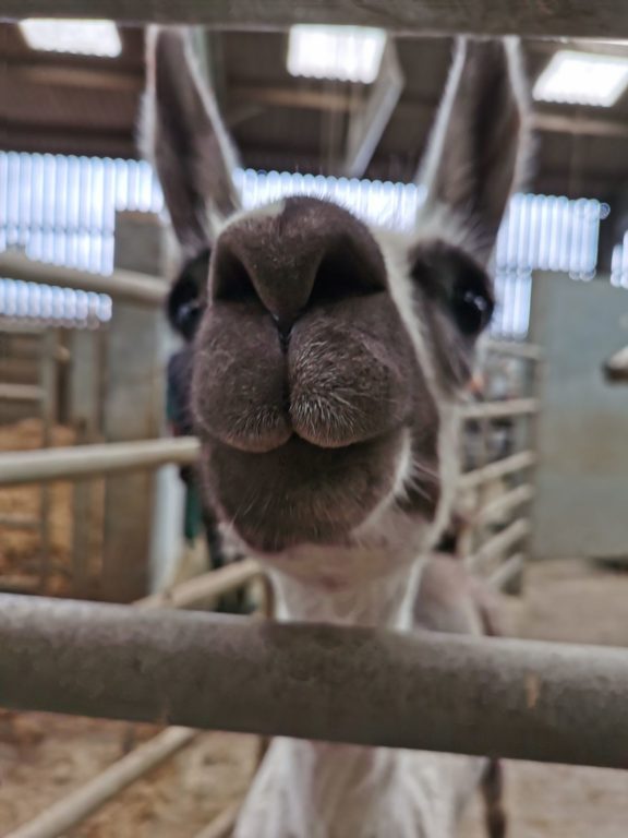Llama antibodies have “significant potential” as potent Covid19 treatment Harwell Campus
