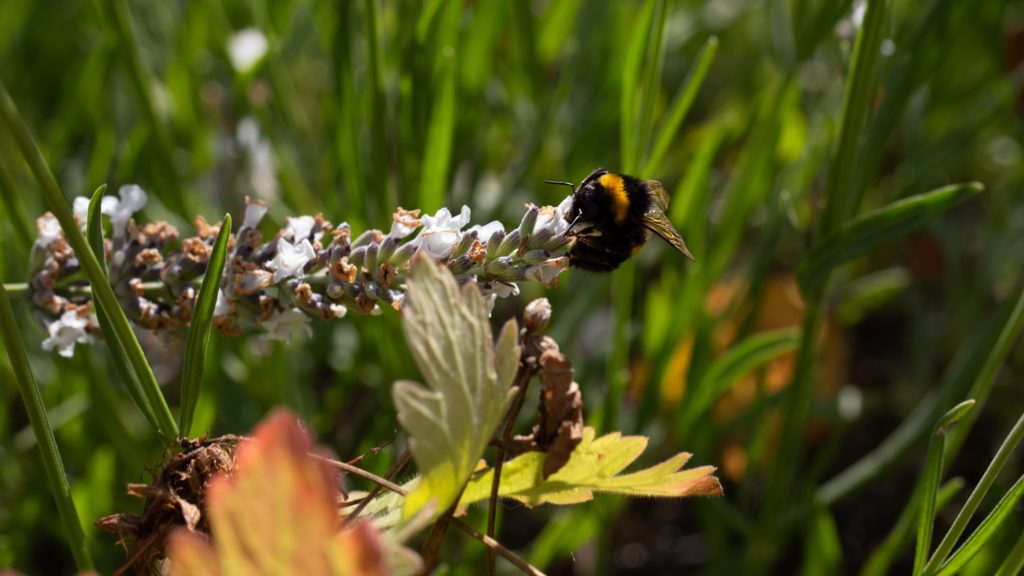 Wildflower and bee